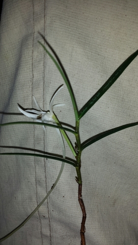 Angraecum filicornu image