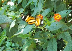 Heliconius ethilla narcaea