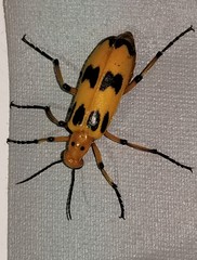 Pyrota fasciata