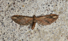 Eupithecia subapicata