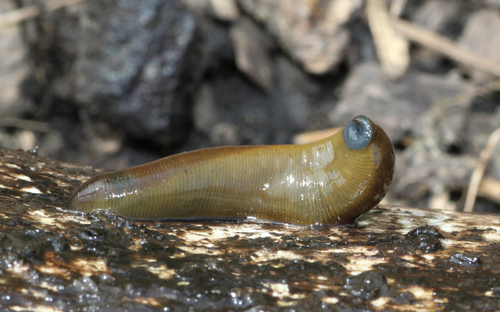 Horse Leech, photo 3 of 8