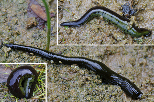 Horse Leech, photo 7 of 8