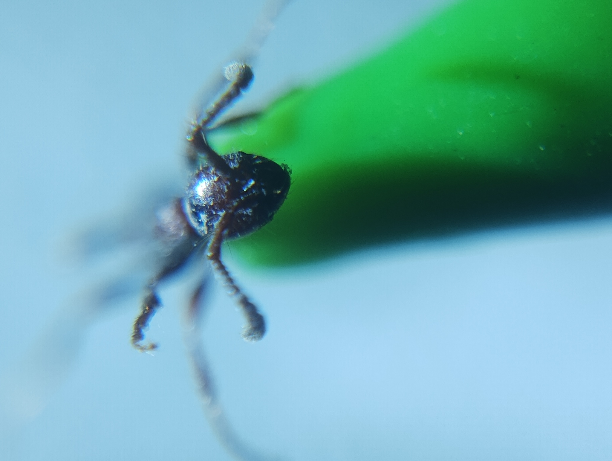 Aenictus wilsoni