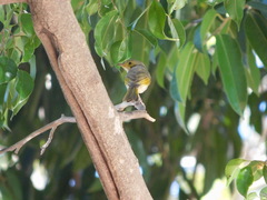 Ptilotula flavescens