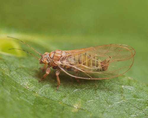 Psylla fusca