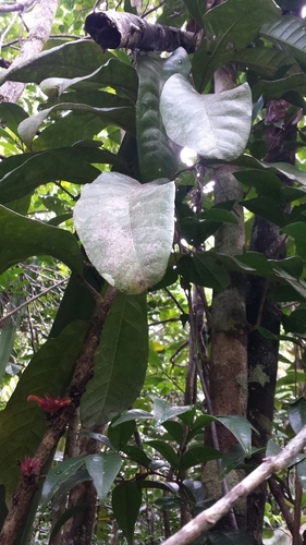 Vitex cauliflora image