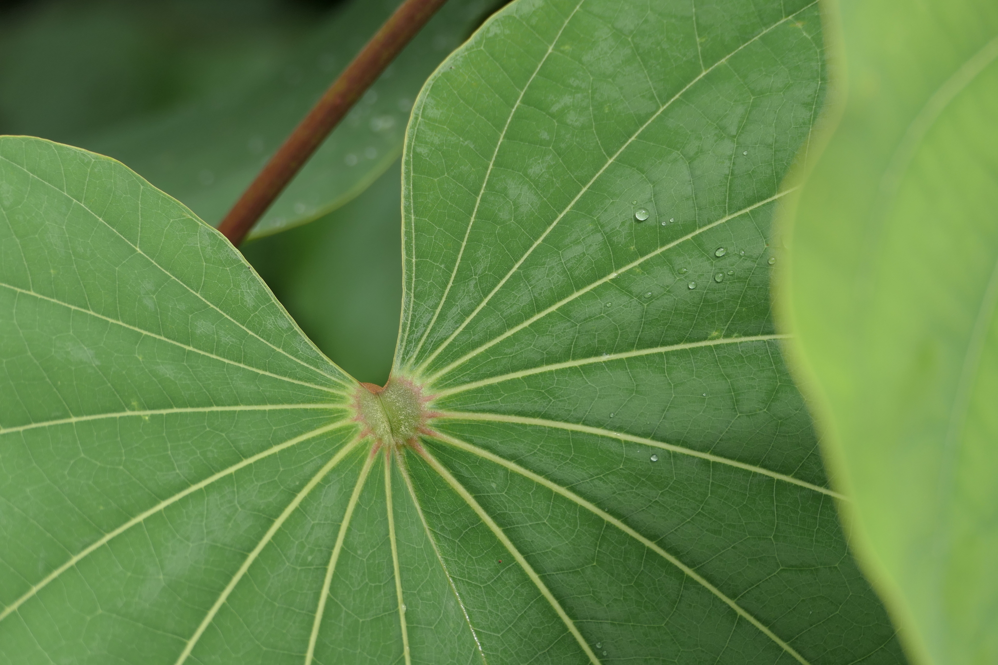 Piliostigma foveolatum