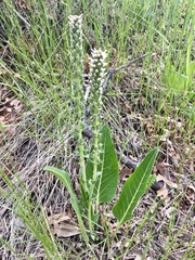 Veronica plantaginea