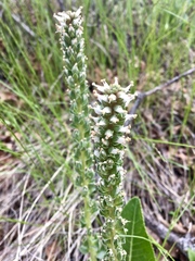 Veronica plantaginea