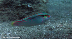 Halichoeres scapularis