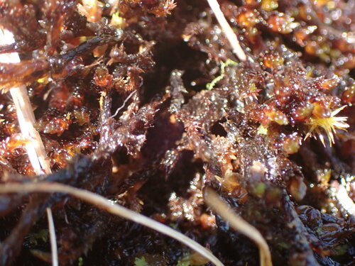 Image of Sarmentypnum sarmentosum by no rights reserved