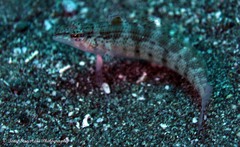 Parapercis lineopunctata