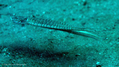 Thaumoctopus mimicus