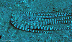 Thaumoctopus mimicus