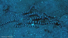 Thaumoctopus mimicus