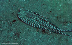Thaumoctopus mimicus