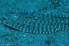 Thaumoctopus mimicus