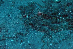 Thaumoctopus mimicus