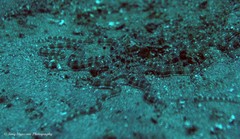 Thaumoctopus mimicus