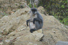 Trachypithecus pileatus