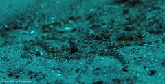 Thaumoctopus mimicus
