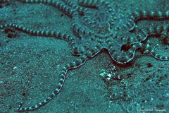 Thaumoctopus mimicus