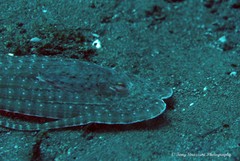 Thaumoctopus mimicus