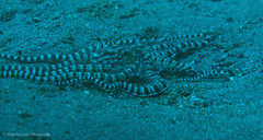 Thaumoctopus mimicus