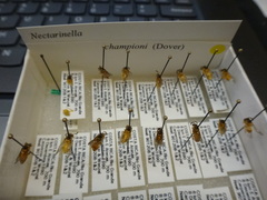 Nectarinella championi