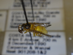 Nectarinella championi