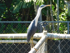Egretta picata