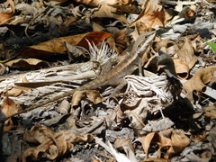 Lophognathus gilberti