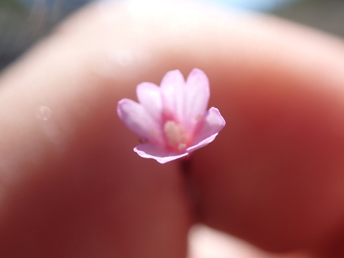 Pimpernel willowherb (Epilobium anagallidifolium)