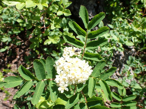 Western mountain ash (Sorbus sitchensis)