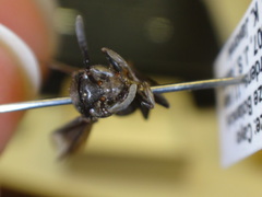 Parachartergus aztecus