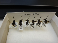 Parachartergus aztecus