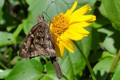 Thorybes dorantes dorantes