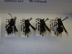 Parachartergus aztecus