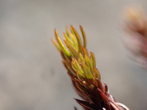 Image of Polytrichastrum sexangulare by no rights reserved