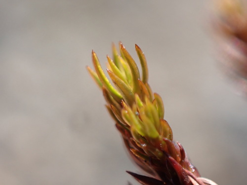 Image of Polytrichastrum sexangulare by no rights reserved