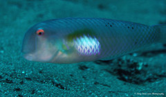 Iniistius aneitensis