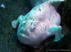 Antennarius striatus