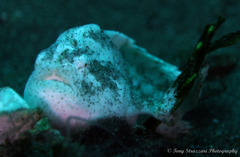 Antennarius striatus