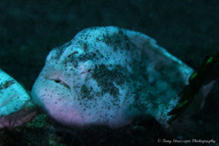 Antennarius striatus