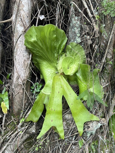 Platycerium stemaria (Platycerium stemaria)