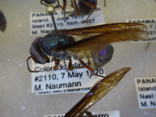 Synoeca chalybea