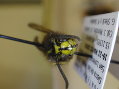 Vespula akrei