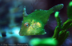 Monacanthus ciliatus