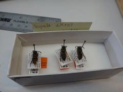 Vespula akrei