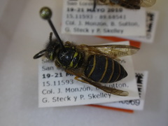 Vespula akrei